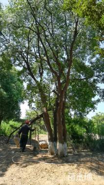 95公分丛生乌桕