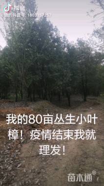 25公分丛生香樟