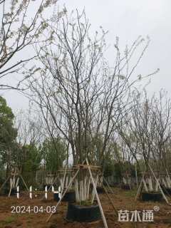 50公分(5杆)丛生朴树