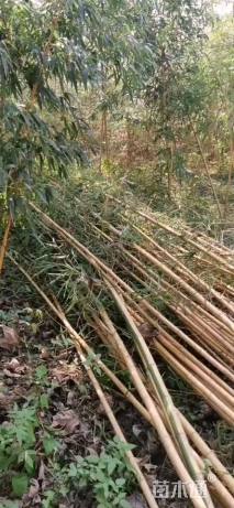 地栽苗黄秆乌哺鸡竹