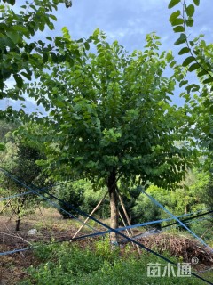 高度500厘米紫荆