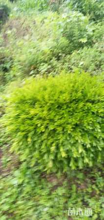 高度100厘米金边黄杨