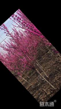 高度100厘米丛生紫荆