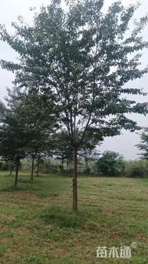 18公分高杆染井吉野樱