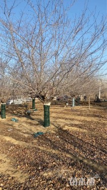 25公分染井吉野樱