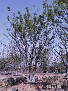 80公分丛生朴树