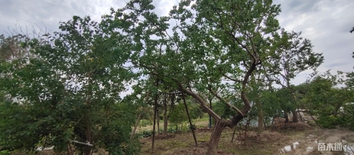 15公分造型朴树