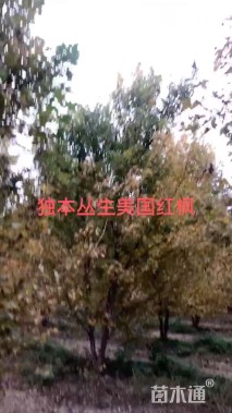 高度500厘米丛生美国红枫