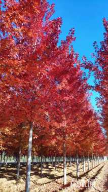 12公分美国红枫