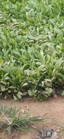 高度15厘米天人菊