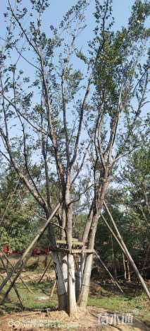 75公分多杆朴树