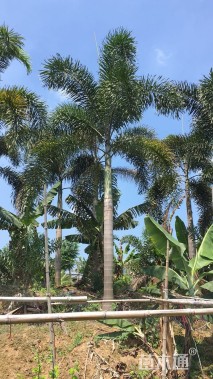 裸干高800厘米狐尾椰