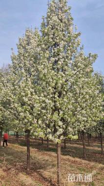 11公分彩叶豆梨