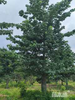 25公分大腹木棉