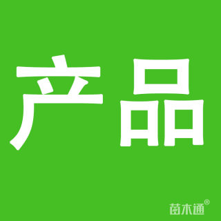 20公分造型黑松