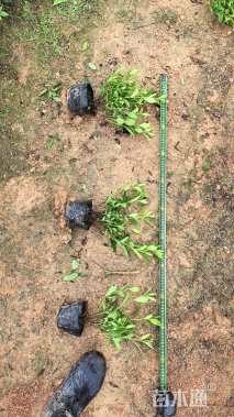 高度20厘米毛鹃