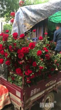 高度50厘米大花月季