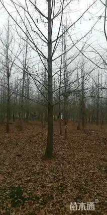 18公分嫁接银杏