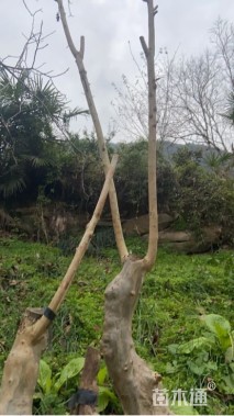 高度50厘米马灵光