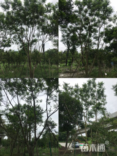 30公分丛生蓝花楹