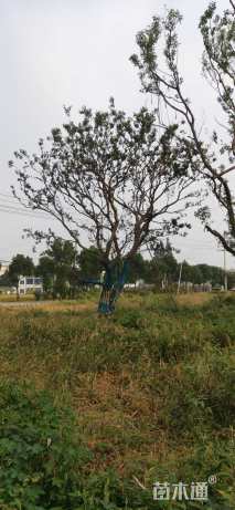 70公分朴树