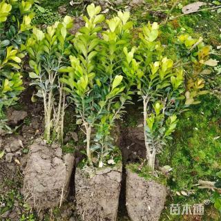 高度35厘米豆瓣黄杨