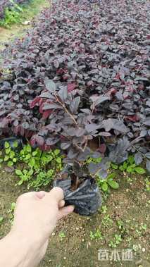 高度20厘米红花继木