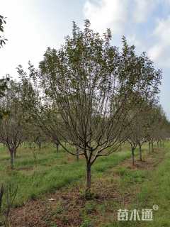 15公分绚丽海棠