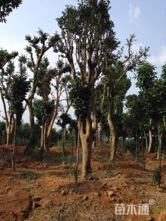 高度400厘米茶花