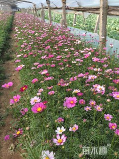 高度25厘米波斯菊