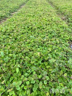 高度14厘米金钱草