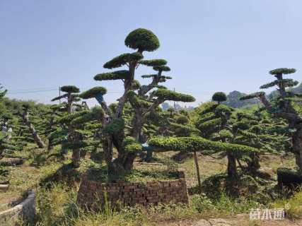 15公分造型榆树