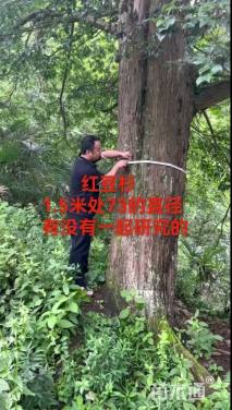 75公分南方红豆杉