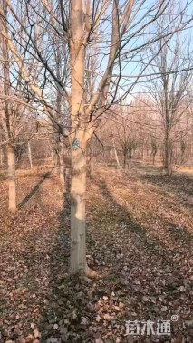 18公分美国红枫