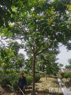 10公分黄山栾树