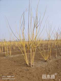 高度500厘米丛生金枝槐