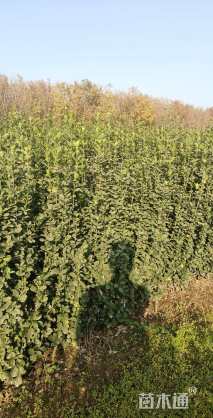 高度100厘米北海道黄杨柱