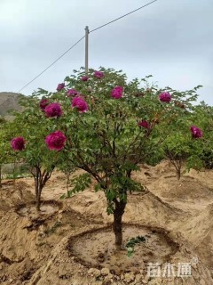 高度150厘米牡丹