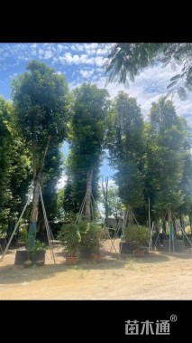 20公分金丝楠木