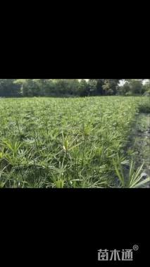高度100厘米旱伞草