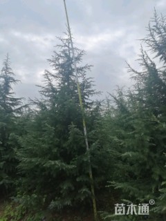 高度5000厘米雪松