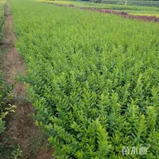 高度40厘米水蜡