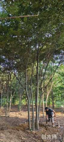 10公分(5杆)丛生榉树