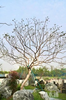 21公分造型紫薇