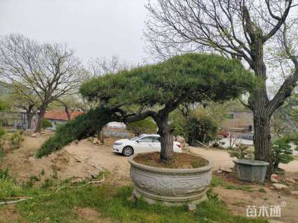 20公分造型黑松