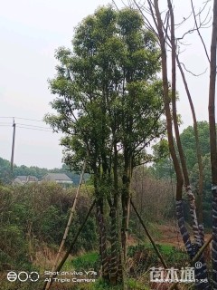 10公分多杆香樟