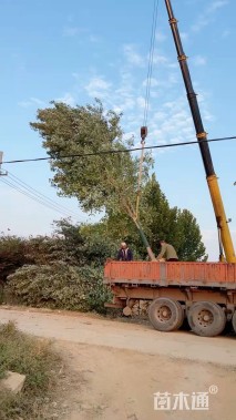 10公分美国红枫