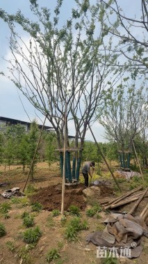 75公分(5杆)丛生朴树