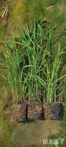 高度50厘米芦苇