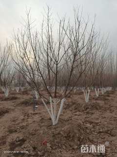 高度500厘米丛生元宝枫